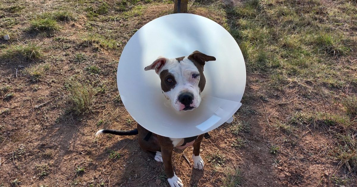 domo igualada11 Curso de Construccion Domos Geodesicos Igualada